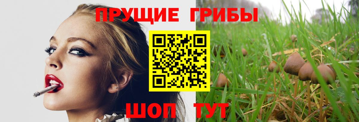 Псилоцибиновые грибы Cubensis Нововоронеж